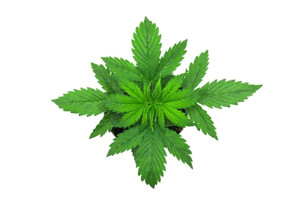 Vegetation period. Marijuana leaves. Cannabis on a white background. Beautiful background. Top view. Indoor cultivation. Cannabis Plant Growing. — Stock Photo, Image