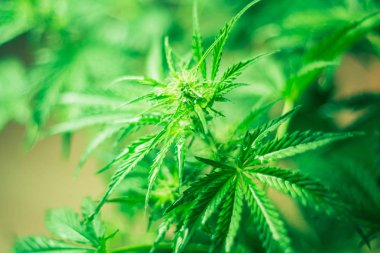 Esrar ve bitkiler kapatın. Kapalı ekimi büyüyen. Tıbbi esrar ve marihuana yasallaştırma. Esrar bırakır. Ot dikim. Üstten görünüm. Yeşil arka plan. Esrar çiçekler.