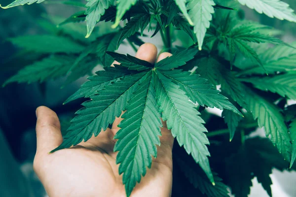 Plantering av cannabis. Hem växa rättsliga fritids hampa. Marijuana blomsterodling inomhus. Cannabis företag. Norra ljus stam. Marijuana växa drift. — Stockfoto