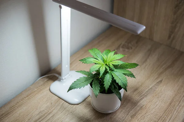 Φύλλων μαριχουάνα. Κάνναβης σε στο τραπέζι. Ανάπτυξη της μαριχουάνα στο σπίτι. Καλλιέργεια φυτών κάνναβης. Περίοδος βλάστησης. Εσωτερική καλλιέργεια έννοια του μεγαλώνει κάτω από το τεχνητό φως. Κοντινό πλάνο. — Φωτογραφία Αρχείου