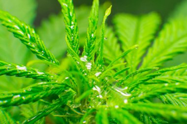 Kapalı büyüyen esrar çiçek. Makro fotoğrafçılık. çiçek esrar. Kuzey ışık zorlanma. Yasal eğlence esrar büyümek.