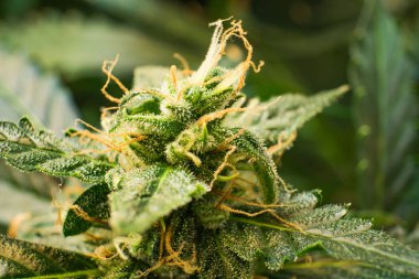 Makro çekim esrar bud. Trichomes Thc ve Cbd. Genç esrar esrar çiçek bitki. Cbd. yeşil arka plan çiçek ile tıbbi indica.