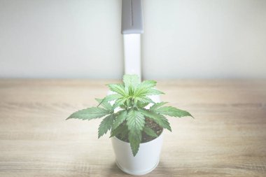 Esrar bırakır. Büyüyen esrar, ev kapalı. Büyüyen kapalı ekimi kavramı altında ışık yol açtı. Esrar büyüyen bitki örtüsü. Büyüyen esrar bitki. Yakın çekim.