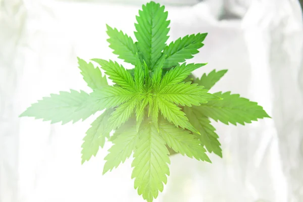Growing marijuana at home Indoor. Vegetation of Cannabis Growing. Cannabis Plant Growing.