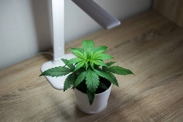 Folhas de marijuana. Cannabis em cima da mesa. Cannabis Plant Growing. Período vegetativo. Cultivando maconha em casa. Conceito de cultivo interno de crescimento sob luz artificial. Fechar . — Fotografia de Stock