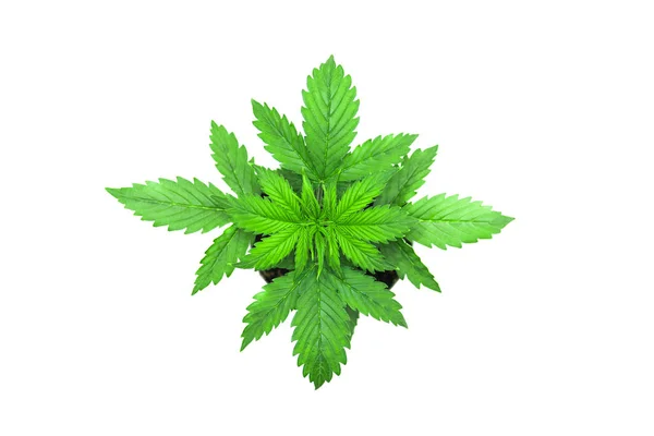 Vegetationsperioden. Marijuana bladen. Cannabis på en vit bakgrund. Vacker bakgrund. Ovanifrån. Inomhus odling. Cannabisplantan växer. — Stockfoto