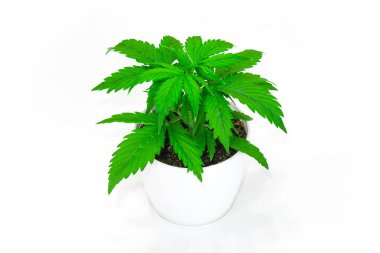 Güzel arka plan. Beyaz bir arka plan üzerinde esrar yalıtmak. Esrar bırakır. Yakın çekim. Kapalı ekimi. Bitki örtüsü dönemi. Büyüyen kenevir bitki.