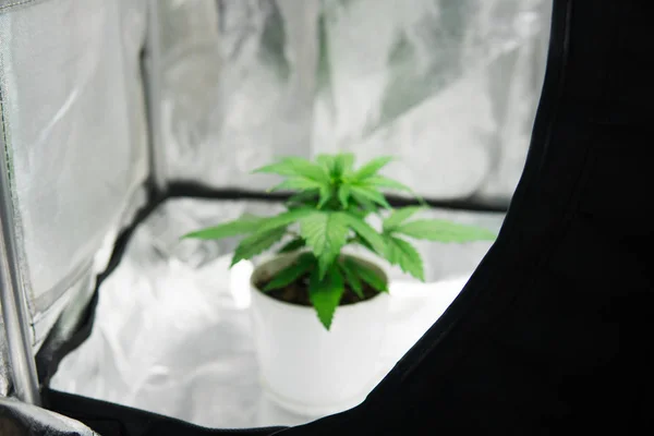 Marijuana in grow box  tent . Growing marijuana at home Indoor. Vegetation of Cannabis Growing. cultivation growing under led light. Cannabis Plant Growing. Close up.