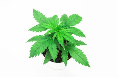 Büyüyen esrar bitki. Güzel arka plan. Esrar bırakır. Yakın çekim. Kapalı ekimi. Bitki örtüsü dönemi. Beyaz bir arka plan üzerinde esrar izole.