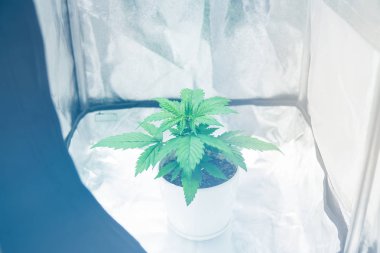 Esrar büyümek kutusu çadır. Yakın çekim. Büyüyen esrar, ev kapalı. Esrar büyüyen bitki örtüsü. Ekimi büyüyen küçük ışık yol açtı. Büyüyen kenevir bitki.