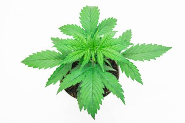 Büyüyen esrar bitki. Güzel arka plan. Esrar bırakır. Yakın çekim. Kapalı ekimi. Bitki örtüsü dönemi. Beyaz bir arka plan üzerinde esrar izole.