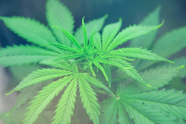 Grow in grow box tent. Grow legal Recreational cannabis. Cannabis flower Indoors growing. Northern light strain. Planting cannabis.