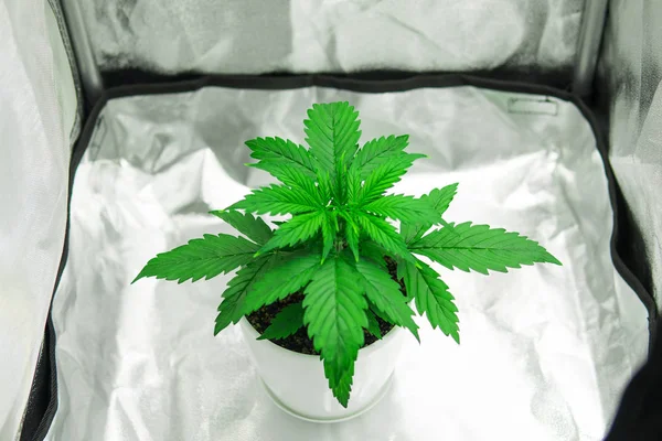 Cultivation growing under led light. Marijuana in grow box tent. Cannabis Plant Growing. Close up. Growing marijuana at home Indoor. Vegetation of Cannabis Growing.