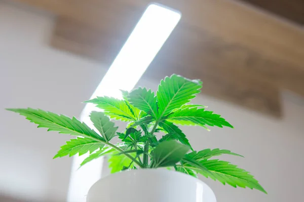 Κοντινό πλάνο. Περίοδος βλάστησης. Ανάπτυξη της μαριχουάνα στο σπίτι. Καλλιέργεια φυτών κάνναβης. Εσωτερική καλλιέργεια έννοια του μεγαλώνει κάτω από το τεχνητό φως. Μαριχουάνα φύλλα. — Φωτογραφία Αρχείου