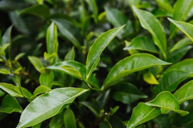 Yeşil çay bud ve taze yaprakları çay tarlaları