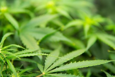 Genç esrar bitki. Esrar çiçeklenme başında. Yasal esrar ekimi içinde belgili tanımlık ev. Kapı kenevir büyümeye. Yaprakların Cbd. yeşil arka plan ile tıbbi indica.