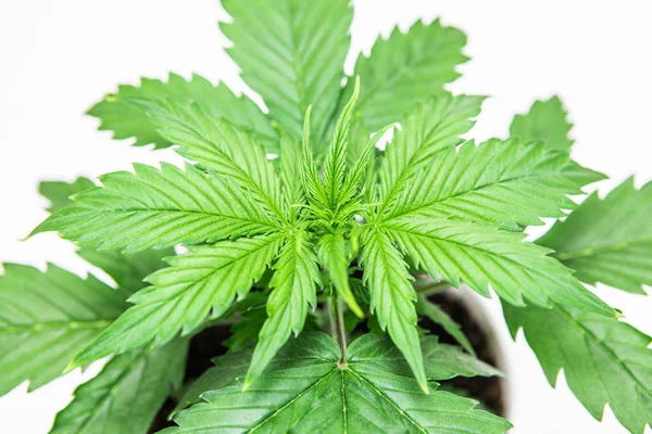 Cannabisplantan växer. Vacker bakgrund. Marijuana bladen. Inomhus odling. Närbild. Cannabis på en vit bakgrund isolera. Vegetationsperioden. — Stockfoto