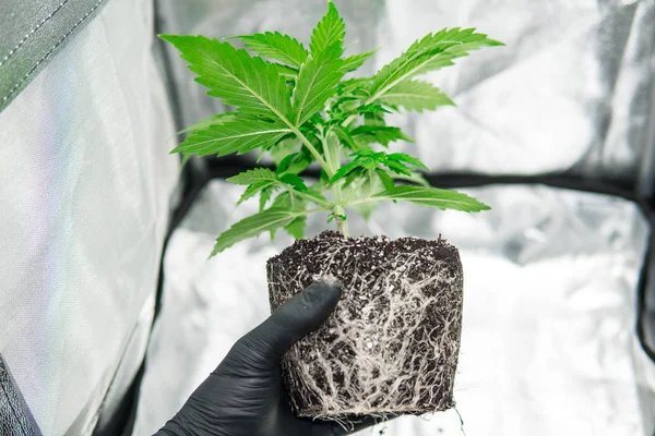 CBD i rötter Marijuana. Yrkesmässig cannabisodling växa. Vackra rötter av marijuana växten. Makro friska cannabis rötter. Rötter i händerna på odlaren. — Stockfoto