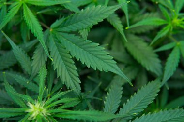 Genç esrar bitki. Tıbbi indica Cbd. yasal esrar ekimi içinde belgili tanımlık ev ile. Esrar çiçeklenme başında. Kapı kenevir büyümeye. Yaprakların yeşil arka plan.