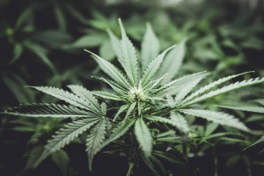 Yasal esrar ekimi içinde belgili tanımlık ev. Esrar çiçeklenme başında. Tıbbi indica yaprakların Cbd. yeşil arka plan ile. Genç esrar bitki. Moody renk