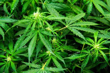 Kapı kenevir büyümeye. Yaprakların yeşil arka plan. Genç esrar bitki. Yasal esrar ekimi içinde belgili tanımlık ev. Esrar çiçeklenme başında. Cbd ile tıbbi indica.