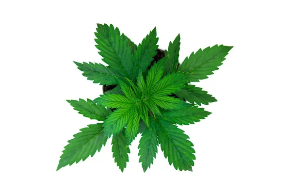 Marijuana bladen. Ovanifrån. Cannabis på en vit bakgrund isolera. Inomhus odling. Cannabisplantan växer. Vacker bakgrund. Vegetationsperioden. — Stockfoto