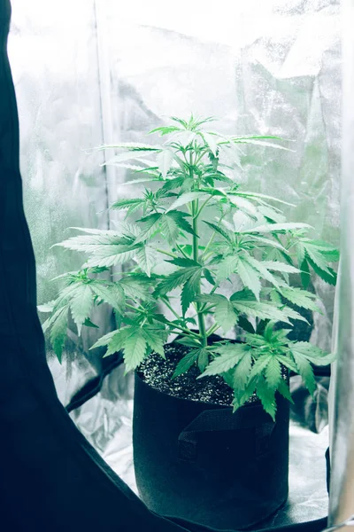 Northern light strain. Hemp grow operation. Cannabis flower Indoors growing. Marijuana business. Grow in grow box tent. Planting cannabis. Home Grow legal Recreational cannabis.