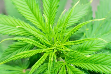 Kapalı büyüyen kenevir çiçek. Makro vurdu. Esrar iş. Esrar dikim. Ana sayfa eğlence yasal esrar büyümek. Esrar büyümek işlemi.