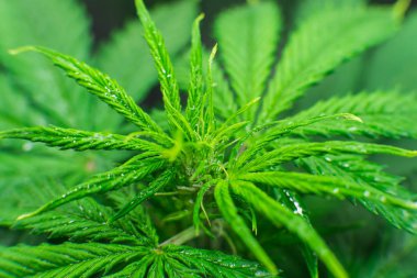 Büyümek kutusu çadır büyümek. Yasal eğlence esrar büyümek. Esrar dikim. Kapalı büyüyen esrar çiçek. Kuzey ışık zorlanma.