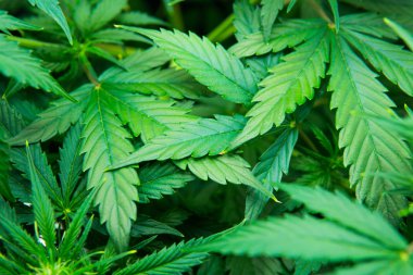 Kuzey ışık zorlanma. Tıbbi indica Cbd ile. Kapı kenevir büyümeye. Yasal esrar ekimi içinde belgili tanımlık ev. Yaprakların yeşil arka plan. Genç esrar bitki. Esrar çiçeklenme başında.