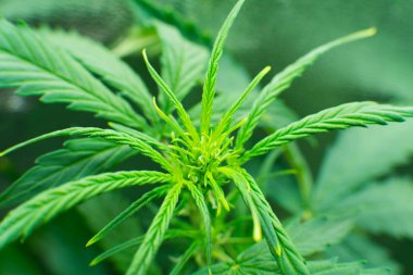 Kapı kenevir büyümeye. Genç esrar bitki. Esrar çiçeklenme başında. Yasal esrar ekimi içinde belgili tanımlık ev. Yaprakların Cbd. yeşil arka plan ile tıbbi indica.