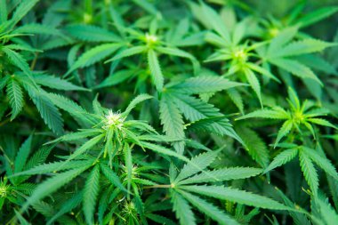 Esrar çiçeklenme başında. Yaprakların yeşil arka plan. Yasal esrar ekimi içinde belgili tanımlık ev. Kapı kenevir büyümeye. Cbd. Genç esrar bitki ile tıbbi indica.