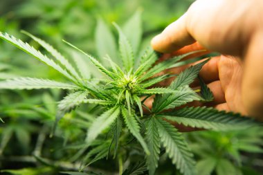 Kapı kenevir büyümeye. Esrar çiçeklenme başında. Yasal esrar ekimi içinde belgili tanımlık ev. Yaprakların yeşil arka plan. Cbd. Genç esrar bitki ile tıbbi indica.