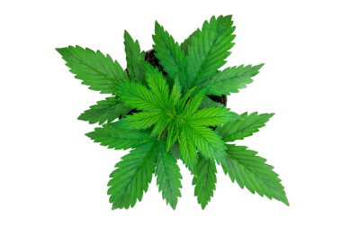 Esrar bırakır. Üstten görünüm. Beyaz bir arka plan üzerinde esrar yalıtmak. Kapalı ekimi. Büyüyen esrar bitki. Güzel arka plan. Bitki örtüsü dönemi.