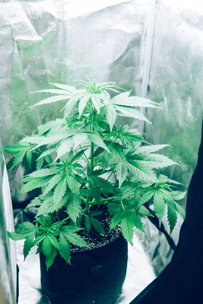 Hemp grow operation. Cannabis flower Indoors growing. Marijuana business. Grow in grow box tent. Planting cannabis. Northern light strain. Home Grow legal Recreational cannabis.