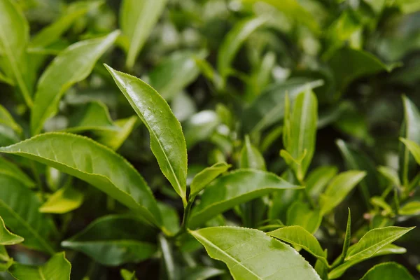 close up Green tea leaves in a tea plantation in morning green background