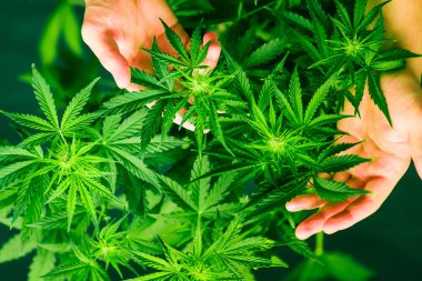 Yeşil arka plan. Esrar çiçekler. Kapalı ekimi büyüyen. Esrar ve bitkiler kapatın. Ot dikim. Üstten görünüm. Tıbbi esrar ve marihuana yasallaştırma. Marihuana yaprağı.