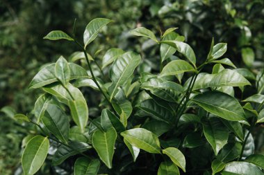 Yeşil çay bud ve taze yaprakları. Çay tarlaları. yeşil arka kapatmak