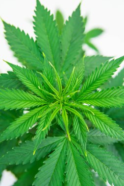 Kapalı büyüyen kenevir çiçek. Esrar operasyonu büyümek. Makro vurdu. Ana sayfa eğlence yasal esrar büyümek. Esrar iş. Esrar dikim.