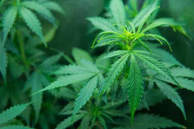 Tıbbi indica Cbd. yasal esrar ekimi içinde belgili tanımlık ev ile. Kapı kenevir büyümeye. Yaprakların yeşil arka plan. Genç esrar bitki. Esrar çiçeklenme başında. Kuzey ışık zorlanma.