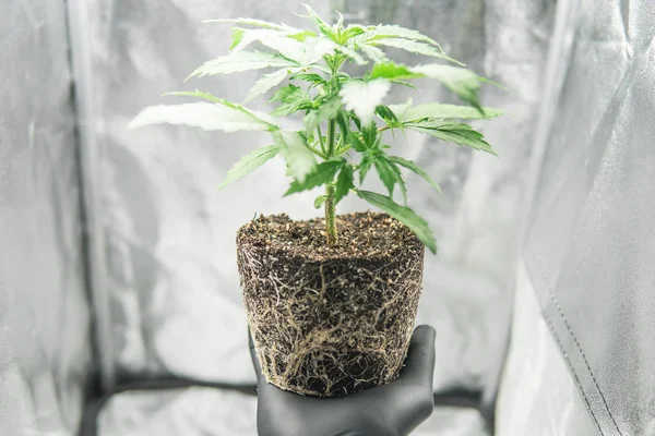 Kořeny v rukou pěstitele, krásné kořeny marihuana rostliny. Pěstování konopí profesionální růst. Makro konopí zdravé kořeny. CBD v kořenech marihuany. — Stock fotografie