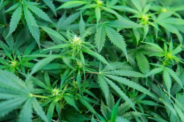 Kapı kenevir büyümeye. Tıbbi indica Cbd. yasal esrar ekimi içinde belgili tanımlık ev ile. Esrar çiçeklenme başında. Yaprakların yeşil arka plan. Genç esrar bitki.