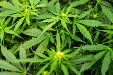 Tıbbi indica Cbd. Genç esrar bitki ile. Yaprakların yeşil arka plan. Kapı kenevir büyümeye. Esrar çiçeklenme başında. İçinde belgili tanımlık ev yasal esrar ekimi.