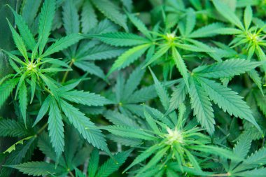 Genç esrar bitki. Tıbbi indica Cbd. yasal esrar ekimi içinde belgili tanımlık ev ile. Esrar çiçeklenme başında. Yaprakların yeşil arka plan. Kapı kenevir büyümeye.