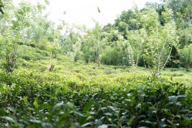 Yeşil çay bud ve taze yaprakları. Çay tarlaları. yeşil arka kapatmak