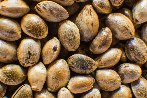 Many Cannabis seeds. Organic Hemp seed. Top view. Macro detail of marijuana seed. Hemp seeds background in macro. — Stock Photo, Image