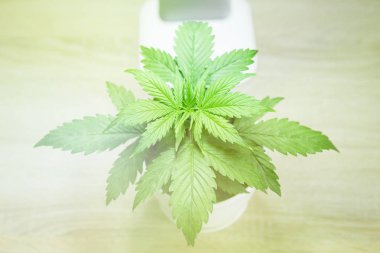 Bitki örtüsü dönemi. Evde büyüyen esrar. Büyüyen esrar bitki. Yakın çekim. Büyüyen kapalı ekimi kavramı 