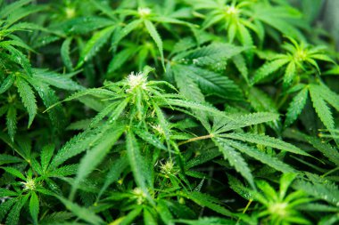 Esrar çiçeklenme başında. Tıbbi indica Cbd ile. Kapı kenevir büyümeye. Yaprakların yeşil arka plan. Genç esrar bitki. İçinde belgili tanımlık ev yasal esrar ekimi.