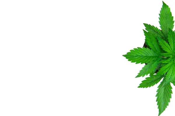 Cannabis på en vit bakgrund isolera. Kopiera utrymme. Inomhus odling. Vegetationsperioden. — Stockfoto