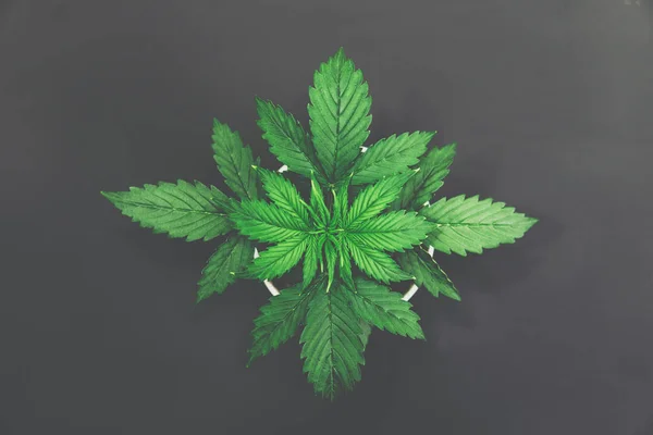 Vista dall'alto. periodo vegetativo Foglie di marijuana, cannabis su sfondo scuro . — Foto Stock